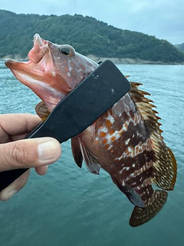 アコウの釣果