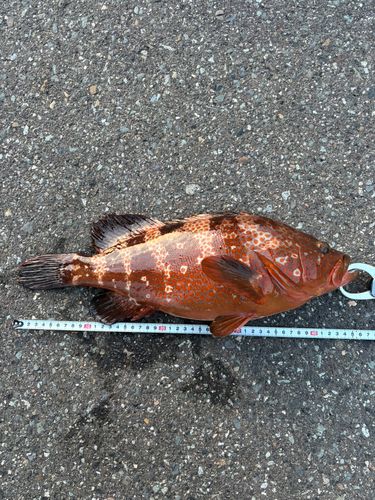 キジハタの釣果