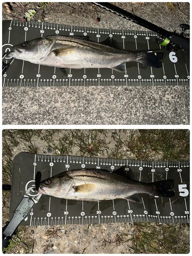 シーバスの釣果
