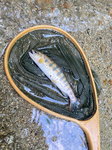 アマゴの釣果