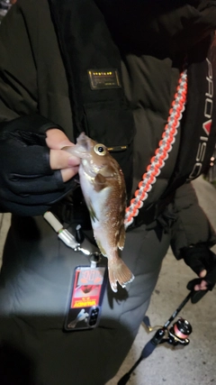 ガヤの釣果