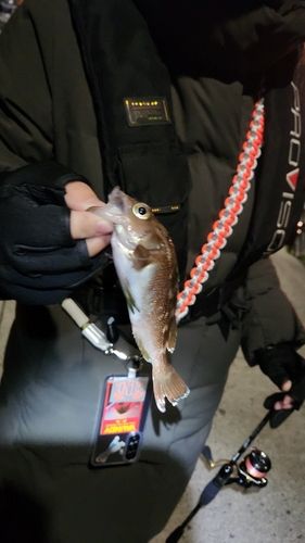 ガヤの釣果