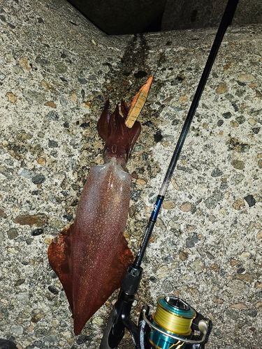 ケンサキイカの釣果