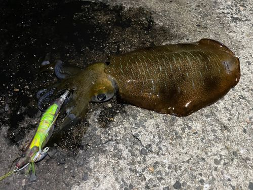 アオリイカの釣果