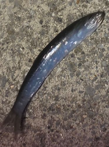 イワシの釣果