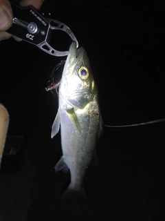セイゴ（マルスズキ）の釣果