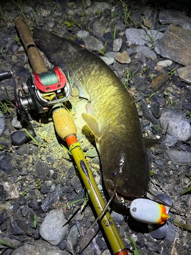 ナマズの釣果