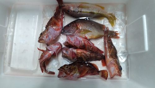 シブダイの釣果