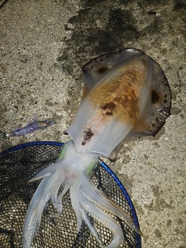 アオリイカの釣果