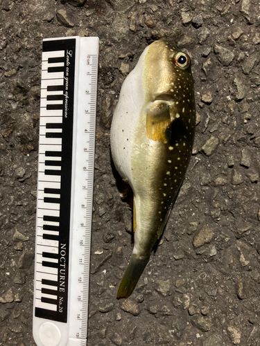 フグの釣果