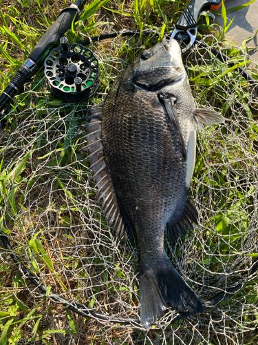 チヌの釣果