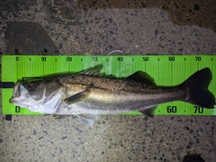 シーバスの釣果