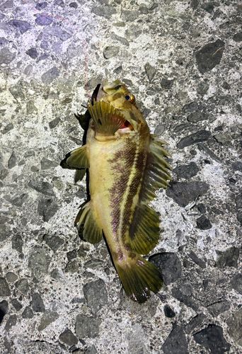 シマゾイの釣果