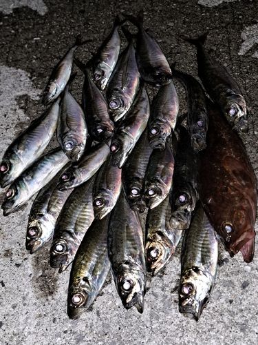 マアジの釣果