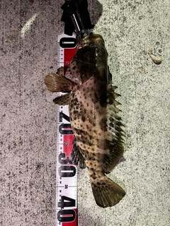 ハタの釣果