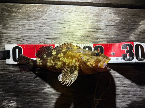カサゴの釣果