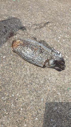 シリヤケイカの釣果