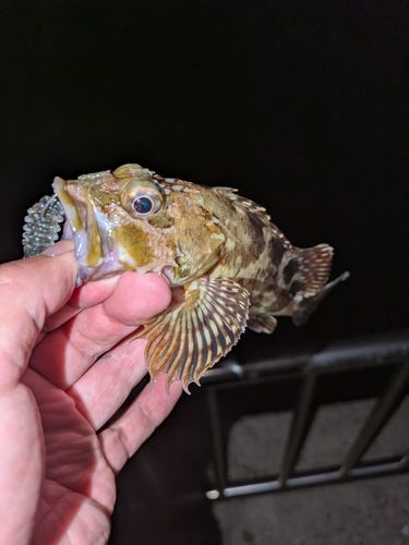 カサゴの釣果