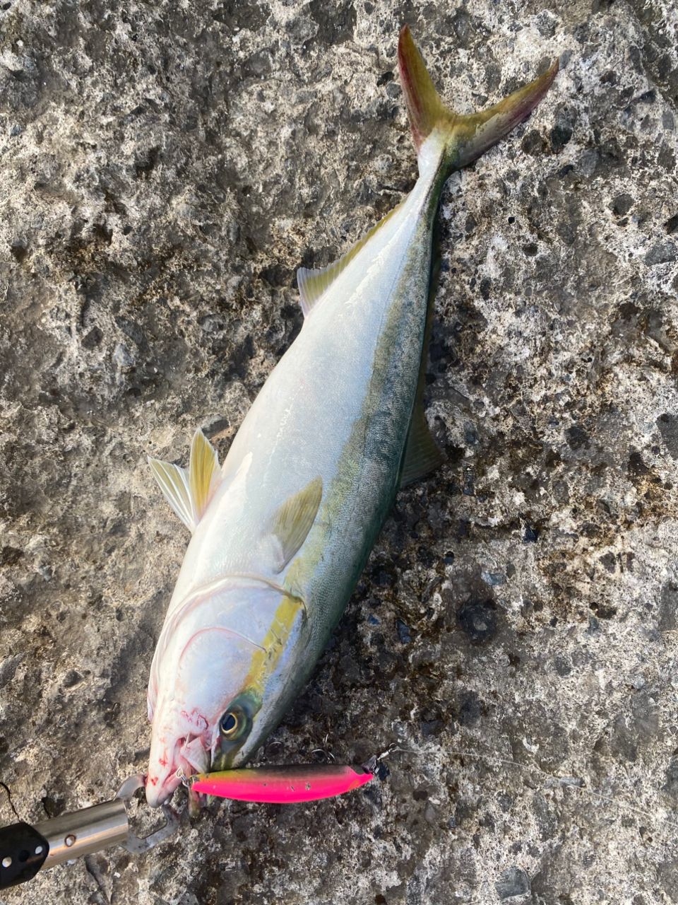 SHIMANO 19ソルティーアドバンス SEABASS S106Mの最安値・インプレ