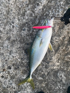 ハマチの釣果
