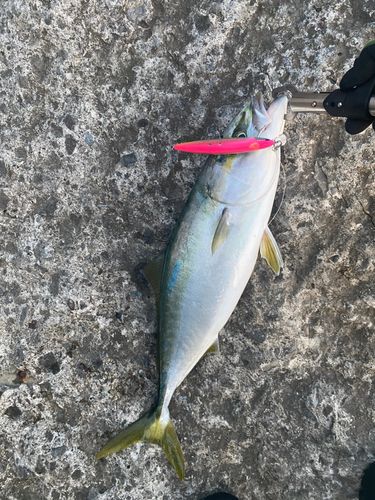ハマチの釣果
