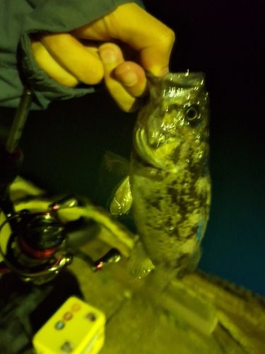 ソイの釣果