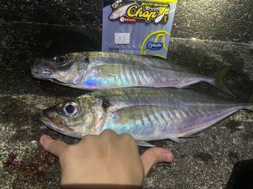 アジの釣果