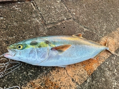 ワラサの釣果