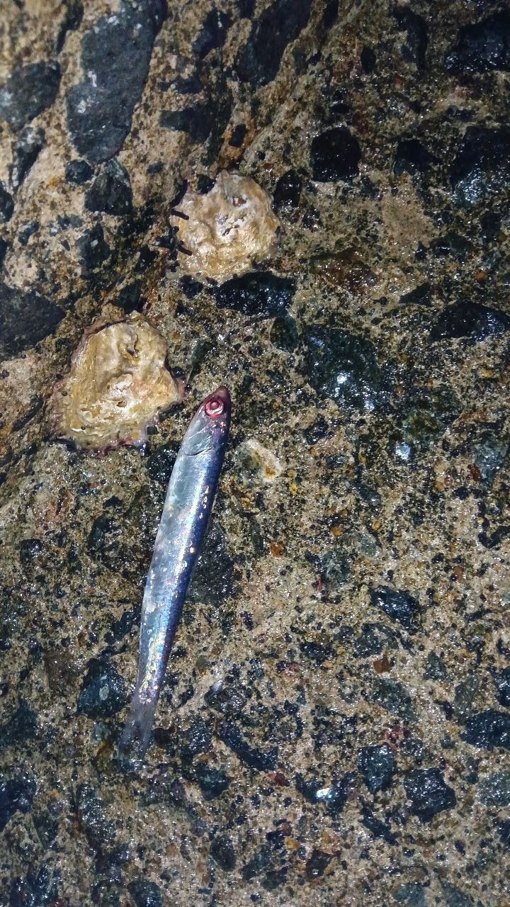 イワシの釣果写真
