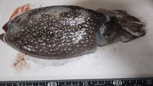 シリヤケイカの釣果