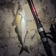 マアジの釣果