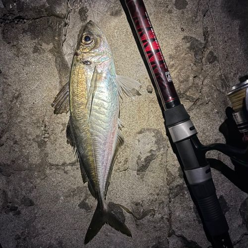 マアジの釣果
