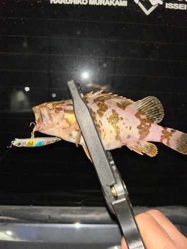タケノコメバルの釣果