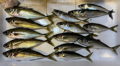 アジの釣果