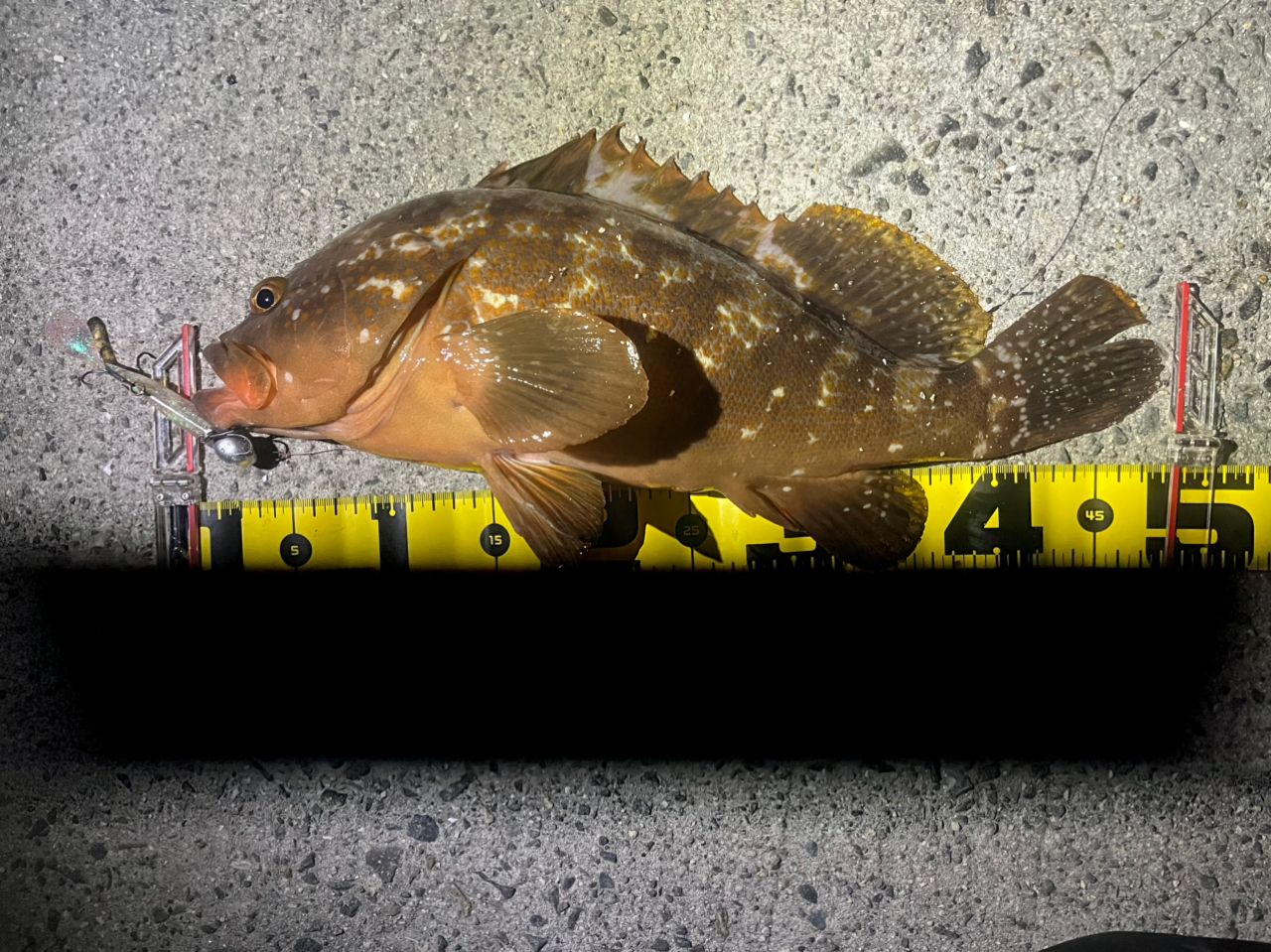 アコウの釣果写真