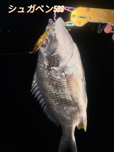 クロダイの釣果