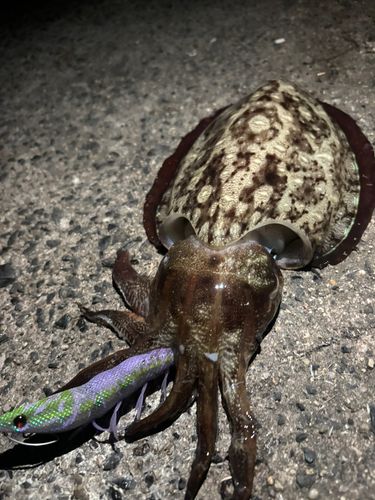 コウイカの釣果