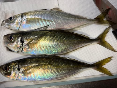 アジの釣果