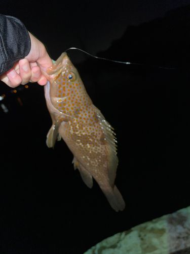 キジハタの釣果