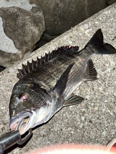 チヌの釣果