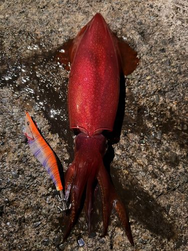 ケンサキイカの釣果