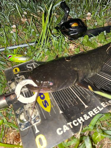 ナマズの釣果
