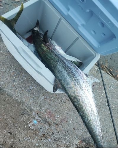 サワラの釣果