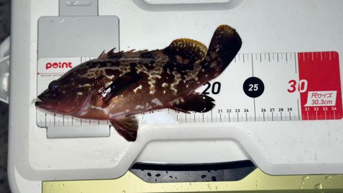 キジハタの釣果