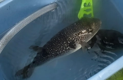 ショウサイフグの釣果
