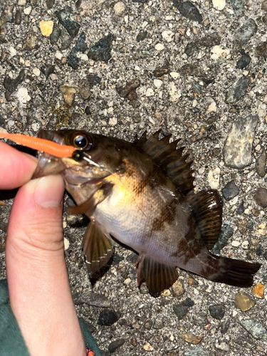 シロメバルの釣果