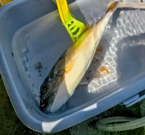 シロサバフグの釣果