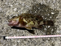 カサゴの釣果