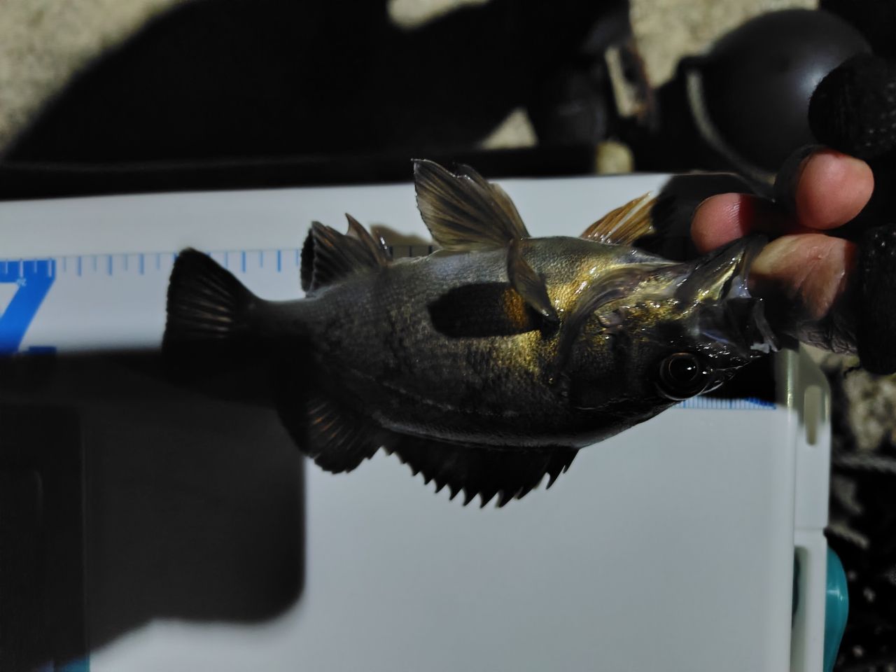 AbuGarcia エラディケーター リアルフィネス プロトタイプ ERFS-60Pro