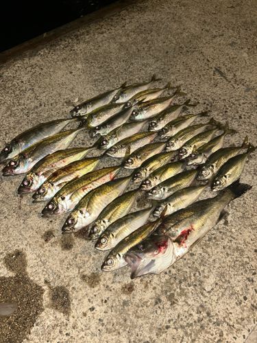 アジの釣果